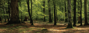 COVID-19: Impact on ESG Investing and Social Policies