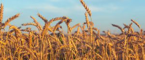 Russia, Ukraine, and the Impact on the World’s Food Supply