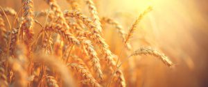 The Russia-Ukraine War and Its Impact on Global Agriculture