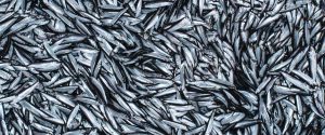 Ocean Sustainability and Biodiversity