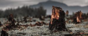 Deforestation: The Players, Problems, and Potential Path Forward