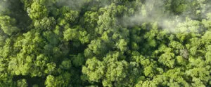 Decoding the Path to Net Zero with Carbon Credits
